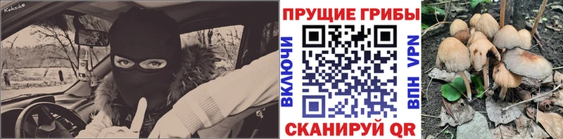 Галлюциногенные грибы Cubensis  блэк спрут сайт  Черногорск 